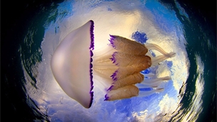 【后期强】令人惊叹的水母照片 散发淡蓝色微光的神奇动物