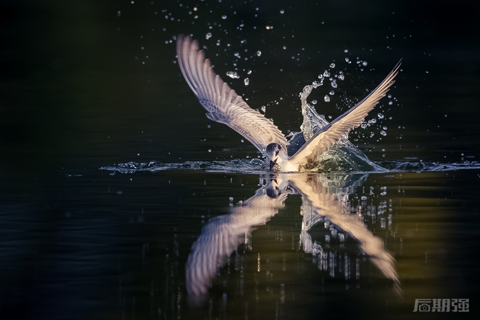 快乐为伴 摄影师凌子川的奇幻“打鸟”世界