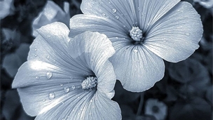 【后期强】绽放花朵的反差之美 忧郁气质的花卉摄影