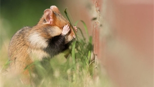 【后期强】俏皮可爱的吃货 野生仓鼠的幸福生活